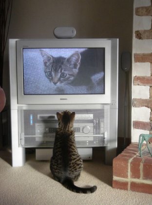 Домашние животные тоже смотрят телевизор