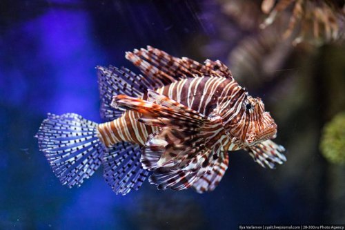 Дубайский аквариум