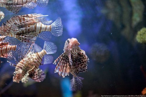 Дубайский аквариум