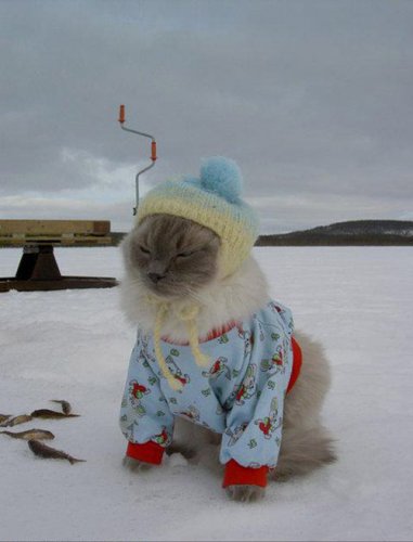 Прикольные кошки в пижамах