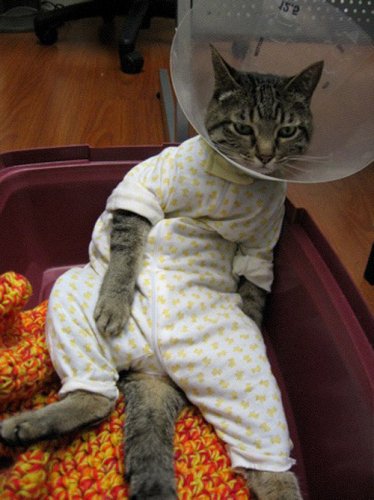 Прикольные кошки в пижамах
