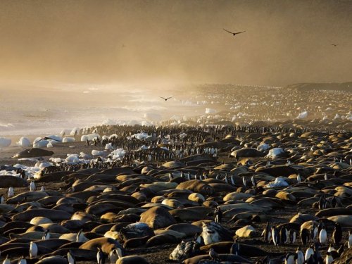 National Geographic: Лучшие фото животных за 2010 год