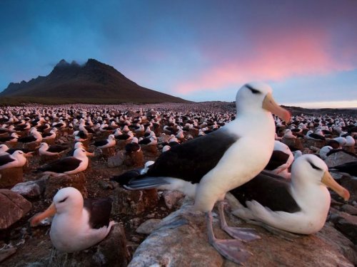 National Geographic: Лучшие фото животных за 2010 год