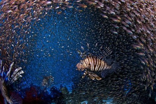 Guardian: лучшие подводные фото 2010