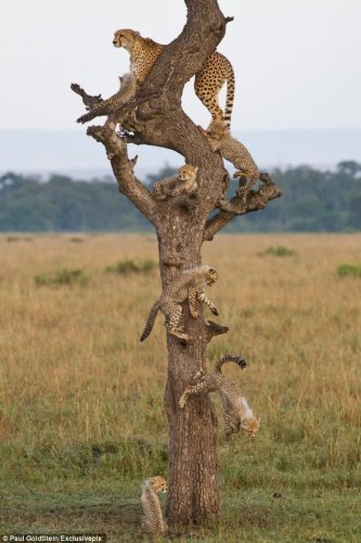 Гепарды на охоте