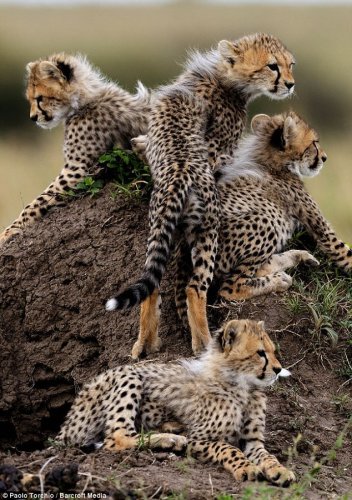 Гепарды на охоте