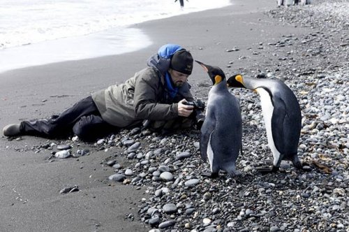 Фото пингвинов
