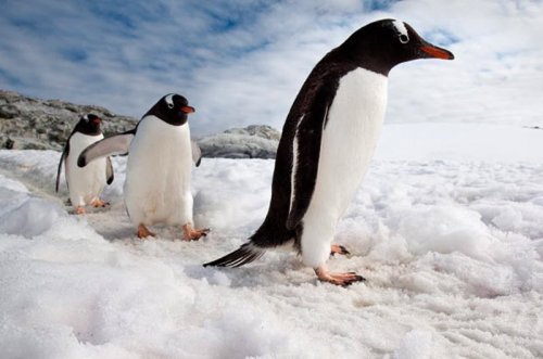 Фото пингвинов