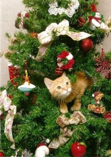 Коты в новогодних елках