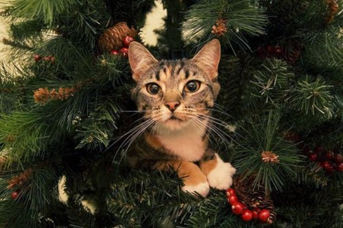Коты в новогодних елках