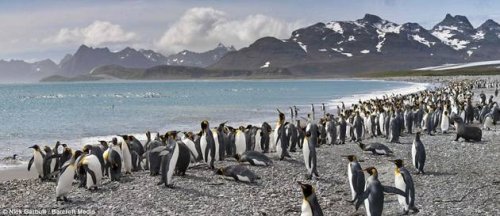 Колония королевскх пингвинов в Атлантике
