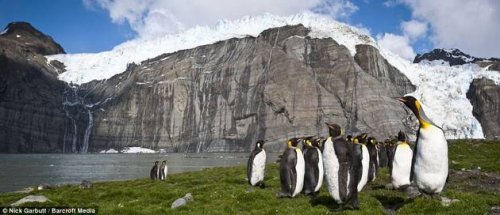 Колония королевскх пингвинов в Атлантике
