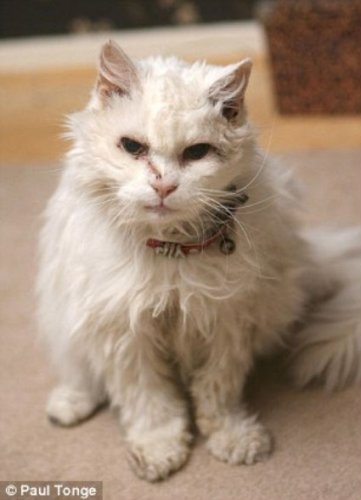 24-летняя Блэки - cтарейшая кошка