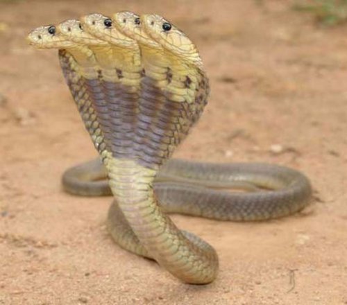 Пятиглавый змей
