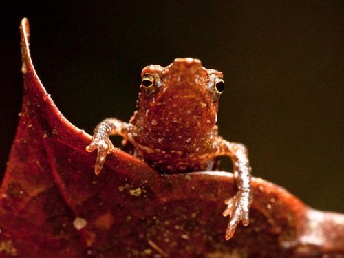 10 самых странных живых существ открытых в 2010 году
