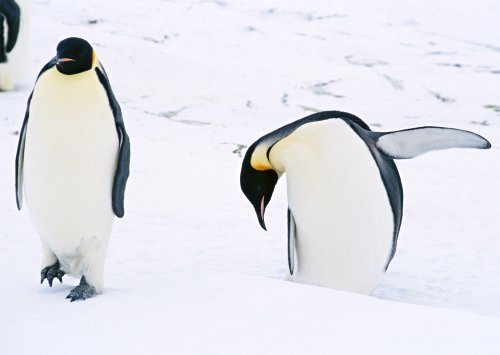 Обои с пингвинами