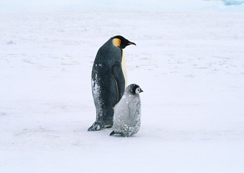 Обои с пингвинами