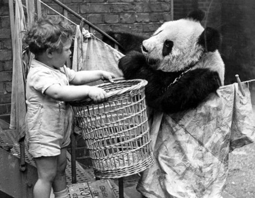 Англия стала вторым домом для гигантских панд