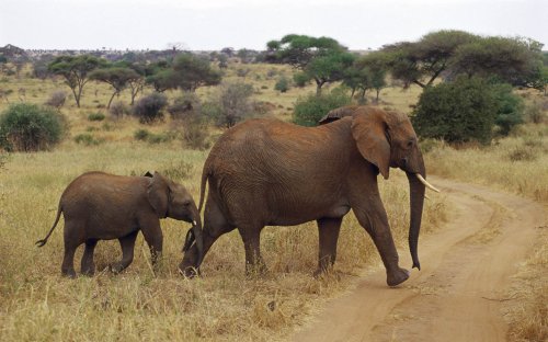 Африканские животные