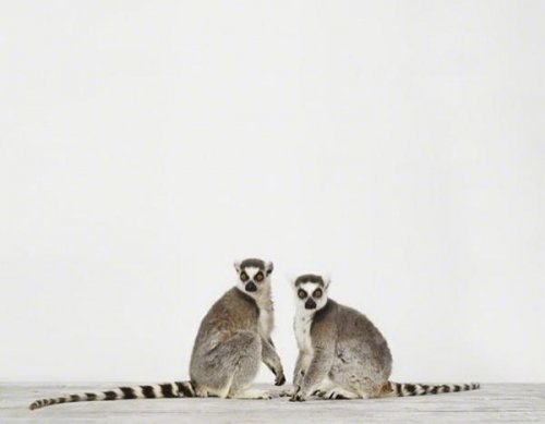 Фотографии животных от Шэрон Монтроуз