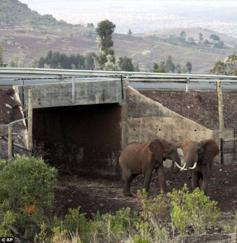 Подземный переход для слонов