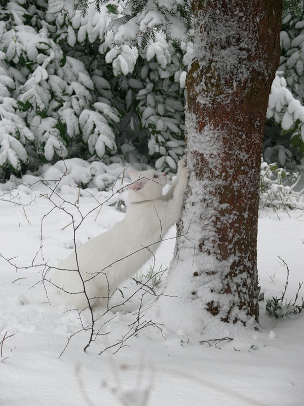 Был сильный мороз гляжу. Белый кот в сугробе. Студеная зима. В студеную зимнюю пору. Коты в зимнем лесу.