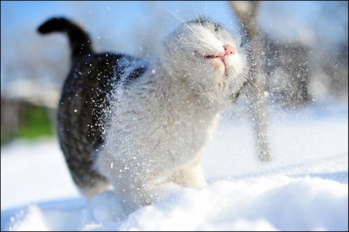 Кошки и снег