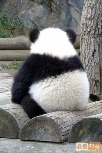 Панда: Что за зверь?
