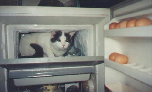 Коты и холодильники (11 фото)