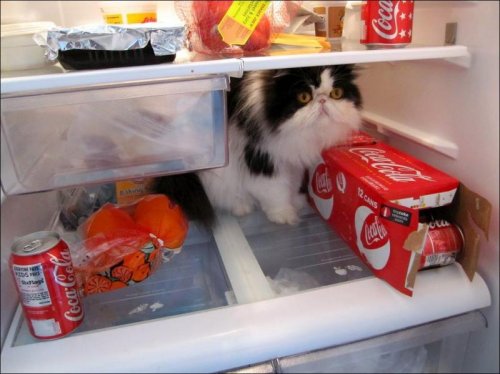 Коты и холодильники (11 фото)