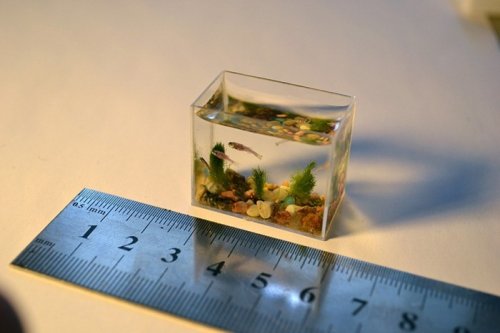 Самый маленький аквариум в мире
