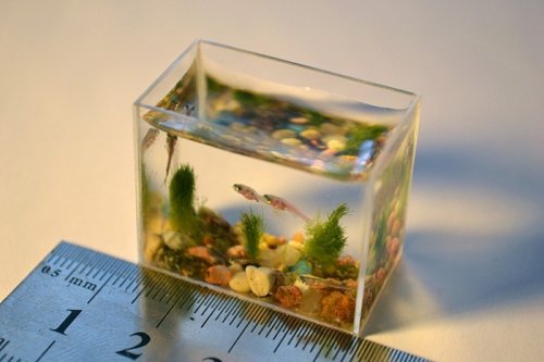 Самый маленький аквариум в мире