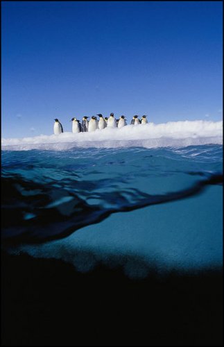 Подводный мир Антарктиды от Norbert Wu