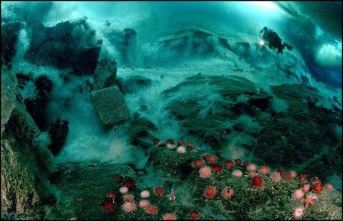 Подводный мир Антарктиды от Norbert Wu