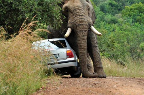 Не шутите со слоном :)