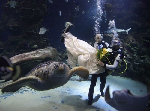 Свадьба среди черепах