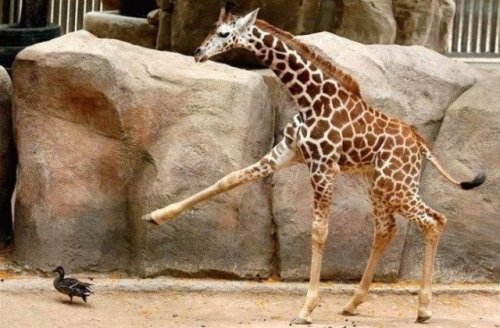 Прикольные жирафы