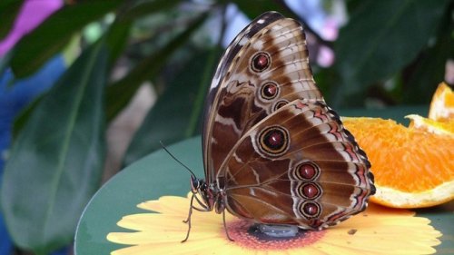 Выставка бабочек в Великобритании