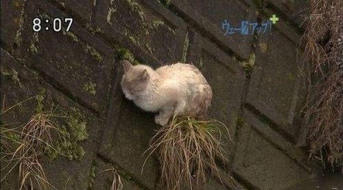 Везучая японская кошка