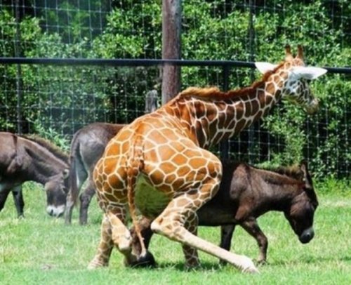 Боевые жирафы