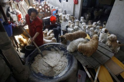 140 бездомных собак и один китаец