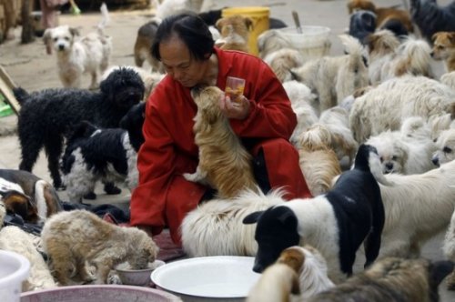 140 бездомных собак и один китаец