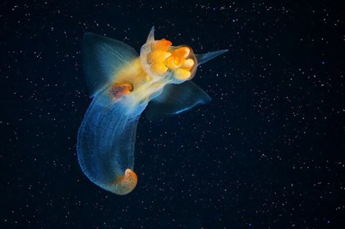 Чудесный подводный мир от Александра Семенова