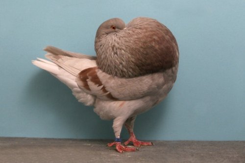 Выставка голубей Grand National