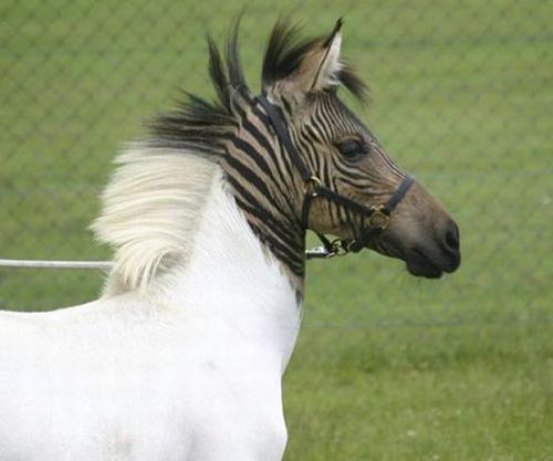 Зебрула - помесь зебры и лошади