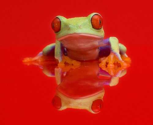 Красочные древесные лягушки от Angi Nelson
