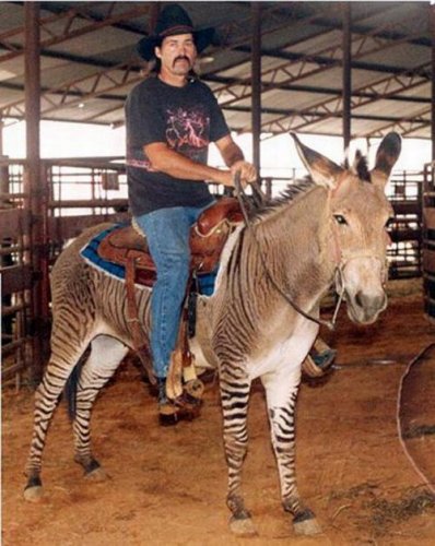 Зебрула - помесь зебры и лошади