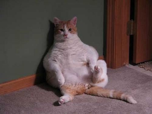 Коты-толстяки (39 фото)