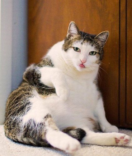 Коты-толстяки (39 фото)