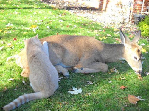 Необычная дружба: кот и олень